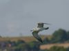 Mediterranean Gull