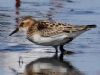 Little Stint