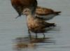 Curlew Sandpiper