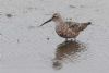 Curlew Sandpiper