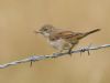 Whitethroat