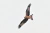 Red Kite