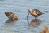 Long-billed Dowitcher