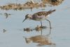 Wood Sandpiper