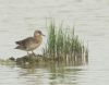 Garganey