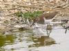 Common Sandpiper