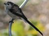 Long-tailed Tit