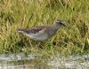 Wood Sandpiper