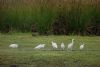 Little Egret