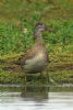 Mandarin Duck