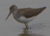 Wood Sandpiper