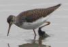 Wood Sandpiper