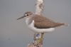 Common Sandpiper