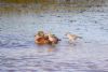 Long-billed Dowitcher