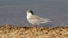 Common Tern