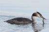 Great Crested Grebe