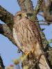 Kestrel