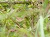 Reed Warbler