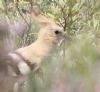 Photo of Hoopoe at Sway, Hampshire. Taken by Chris Barrass on 24th August 2013.