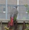 Woodpigeon