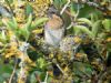 Wryneck