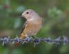 Redstart