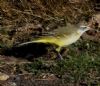 Yellow Wagtail