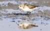 Little Stint