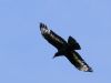 Carrion Crow