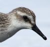 Semipalmated Sandpiper