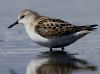 Little Stint