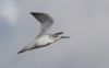 Greenshank