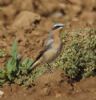 Wheatear