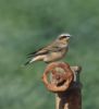 Wheatear