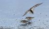 Semipalmated Sandpiper