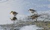 Semipalmated Sandpiper