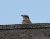 Wheatear