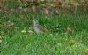 Green Woodpecker