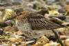 Dunlin