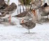 Long-billed Dowitcher