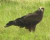 Marsh Harrier