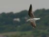 Greenshank