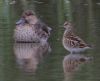 Pectoral Sandpiper