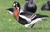 Red-breasted Goose