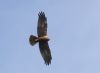 Marsh Harrier