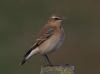 Wheatear