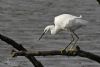 Little Egret