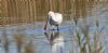 Spoonbill