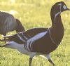 Red-breasted Goose