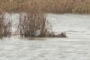 Long-billed Dowitcher